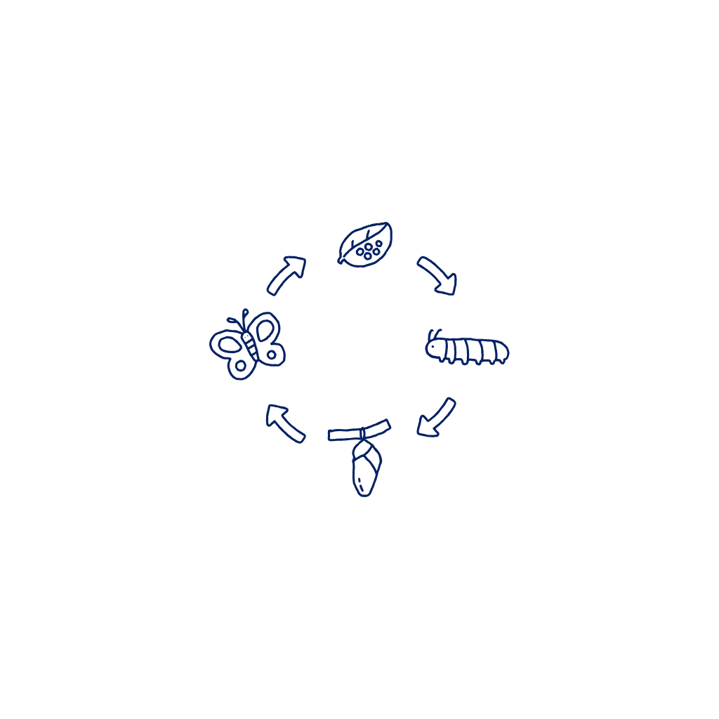 Life Cycles Knowledge